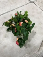 Sunflower Garlands: 92 percent Off Original Retail - Image 2